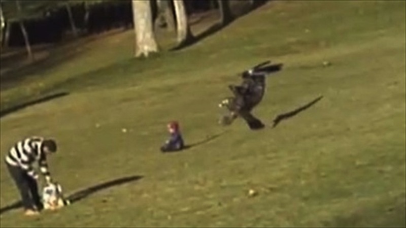 Golden Eagle attacking baby in Montreal, Canada. 