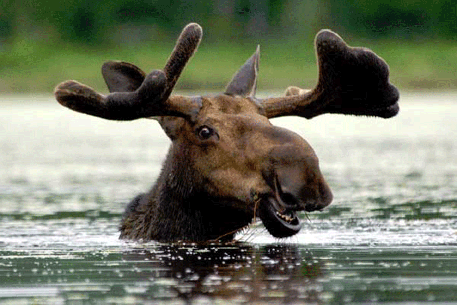 Moose in Bridgeport