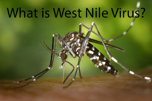 West Nile Virus in Alliance