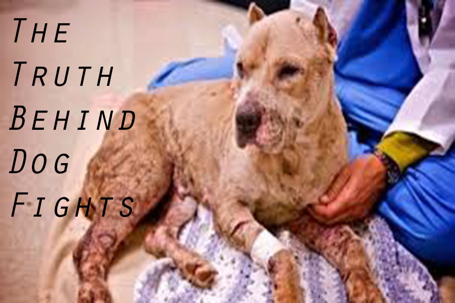 The World of Dog Fighting