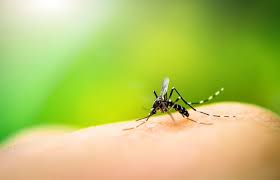 Mosquitos and how to be safe